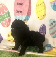 Coal , a male Poodle - Toy  for sale in Laurel, MS – Photo 2 of 7