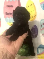 Coal , a male Poodle - Toy  for sale in Laurel, MS – Photo 1 of 7