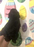 Coal , a male Poodle - Toy  for sale in Laurel, MS – Photo 7 of 7