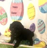 Coal , a male Poodle - Toy  for sale in Laurel, MS – Photo 4 of 7