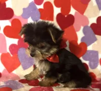 Riley, a male Yorkshire Terrier for sale in Laurel, MS – Photo 4 of 4