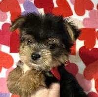 Riley, a male Yorkshire Terrier for sale in Laurel, MS – Photo 1 of 4