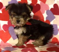 Riley, a male Yorkshire Terrier for sale in Laurel, MS – Photo 3 of 4