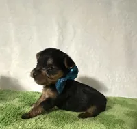 Scout, a male Yorkshire Terrier for sale in Laurel, MS – 2 of 10