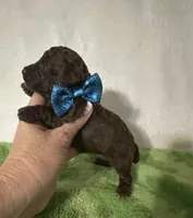 Theo, a male Poodle - Toy  for sale in Laurel, MS – 2 of 7