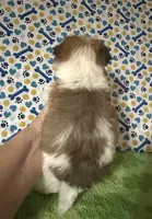 Dinky , a male Maltese and Morkie for sale in Laurel, MS – 3 of 7