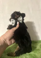Sammy, a male Yorkshire Terrier for sale in Laurel, MS – 9 of 10
