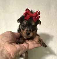 Sadie , a female Yorkshire Terrier for sale in Laurel, MS – 2 of 7