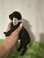 Tiny, a male Poodle - Toy  for sale in Laurel, MS – 4 of 4