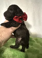 Teddy, a male Poodle - Toy  for sale in Laurel, MS – 2 of 5
