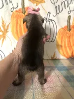 Paisley , a female Miniature Schnauzer for sale in Laurel, MS – 8 of 8