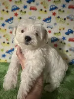 Meeko, a male Morkie for sale in Laurel, MS – 7 of 8