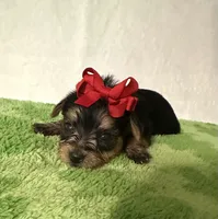 Sadie , a female Yorkshire Terrier for sale in Laurel, MS – 5 of 7