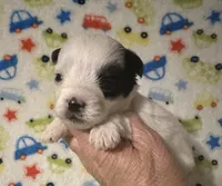 Maverick, a female Morkie for sale in Laurel, MS – Photo 2 of 7