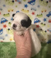 Maverick, a female Morkie for sale in Laurel, MS – Photo 4 of 7