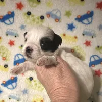 Maverick, a female Morkie for sale in Laurel, MS – Photo 7 of 7