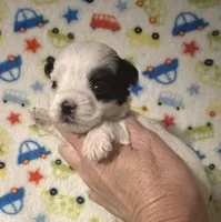 Maverick, a female Morkie for sale in Laurel, MS – Photo 6 of 7