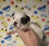 Maverick, a female Morkie for sale in Laurel, MS – Photo 5 of 7