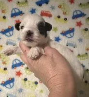 Maverick, a female Morkie for sale in Laurel, MS – Photo 3 of 7