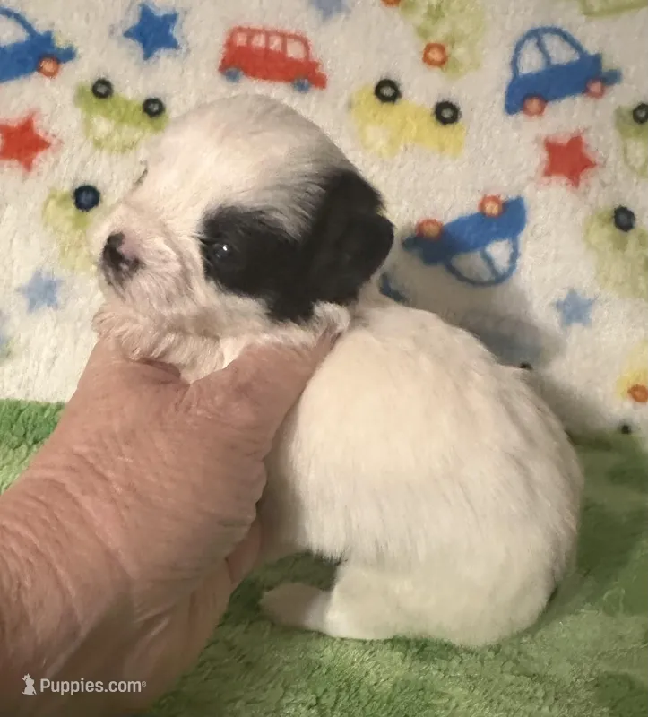Maverick – Morkie puppy for sale in Laurel, MS