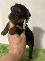 Sammy, a male Yorkshire Terrier for sale in Laurel, MS – 3 of 10