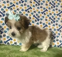 Dolly , a female Maltese and Morkie for sale in Laurel, MS – 6 of 10