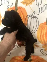 Alvin , a male Miniature Schnauzer for sale in Laurel, MS – 4 of 5