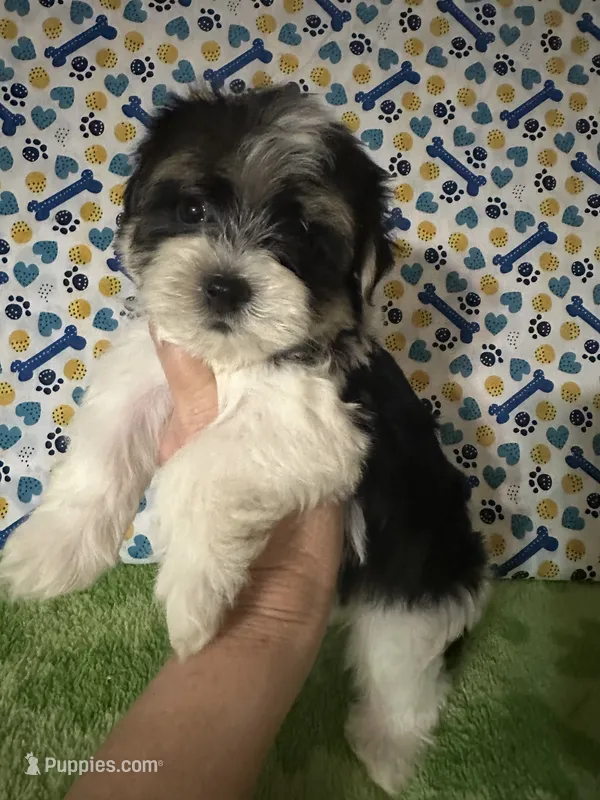 Dawson – Maltese, Morkie puppy for sale in Laurel, MS