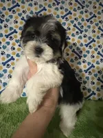 Dawson, a male Maltese and Morkie for sale in Laurel, MS – 1 of 6
