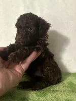 Tiny, a male Poodle - Toy  for sale in Laurel, MS – 4 of 7