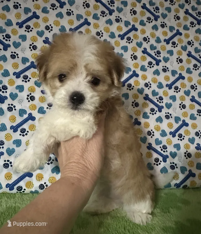 Dipper  – Maltese, Morkie puppy for sale in Laurel, MS