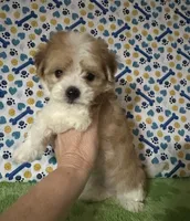 Dipper , a male Maltese and Morkie for sale in Laurel, MS – 1 of 9