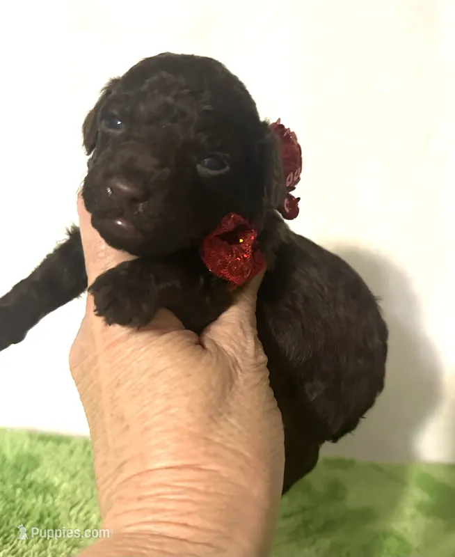 Teddy – Poodle - Toy  puppy for sale in Laurel, MS