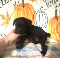 Jett, a male Miniature Schnauzer for sale in Laurel, MS – 5 of 7