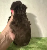 Tiny, a male Poodle - Toy  for sale in Laurel, MS – 7 of 7