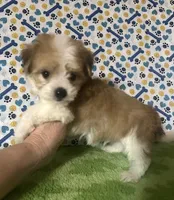 Dipper , a male Maltese and Morkie for sale in Laurel, MS – 3 of 9