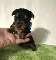 Scout, a male Yorkshire Terrier for sale in Laurel, MS – 10 of 10