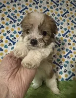 Dinky , a male Maltese and Morkie for sale in Laurel, MS – 4 of 7