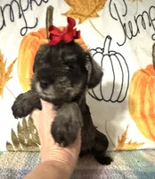 Tilly, a female Miniature Schnauzer for sale in Laurel, MS – 3 of 5
