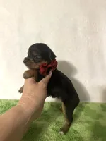 Sawyer, a male Yorkshire Terrier for sale in Laurel, MS – 6 of 10