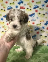 Frankie , a male Morkie for sale in Laurel, MS – 6 of 8