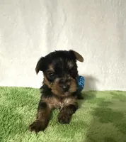 Scout, a male Yorkshire Terrier for sale in Laurel, MS – 7 of 10
