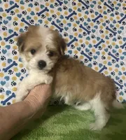 Dipper , a male Maltese and Morkie for sale in Laurel, MS – 9 of 9