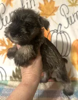 Joey , a male Miniature Schnauzer for sale in Laurel, MS – 5 of 5