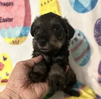 Jace, a male Miniature Schnauzer for sale in Laurel, MS – Photo 2 of 6