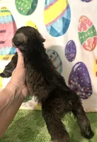 Jace, a male Miniature Schnauzer for sale in Laurel, MS – Photo 6 of 6