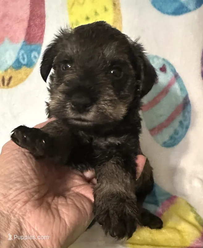 Jace – Miniature Schnauzer puppy on hold in Laurel, MS
