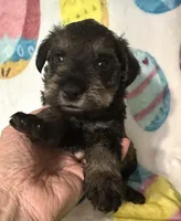 Jace, a male Miniature Schnauzer for sale in Laurel, MS – Photo 1 of 6