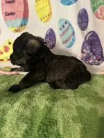 Jace, a male Miniature Schnauzer for sale in Laurel, MS – Photo 5 of 6