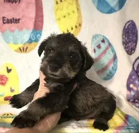 Jace, a male Miniature Schnauzer for sale in Laurel, MS – Photo 3 of 6